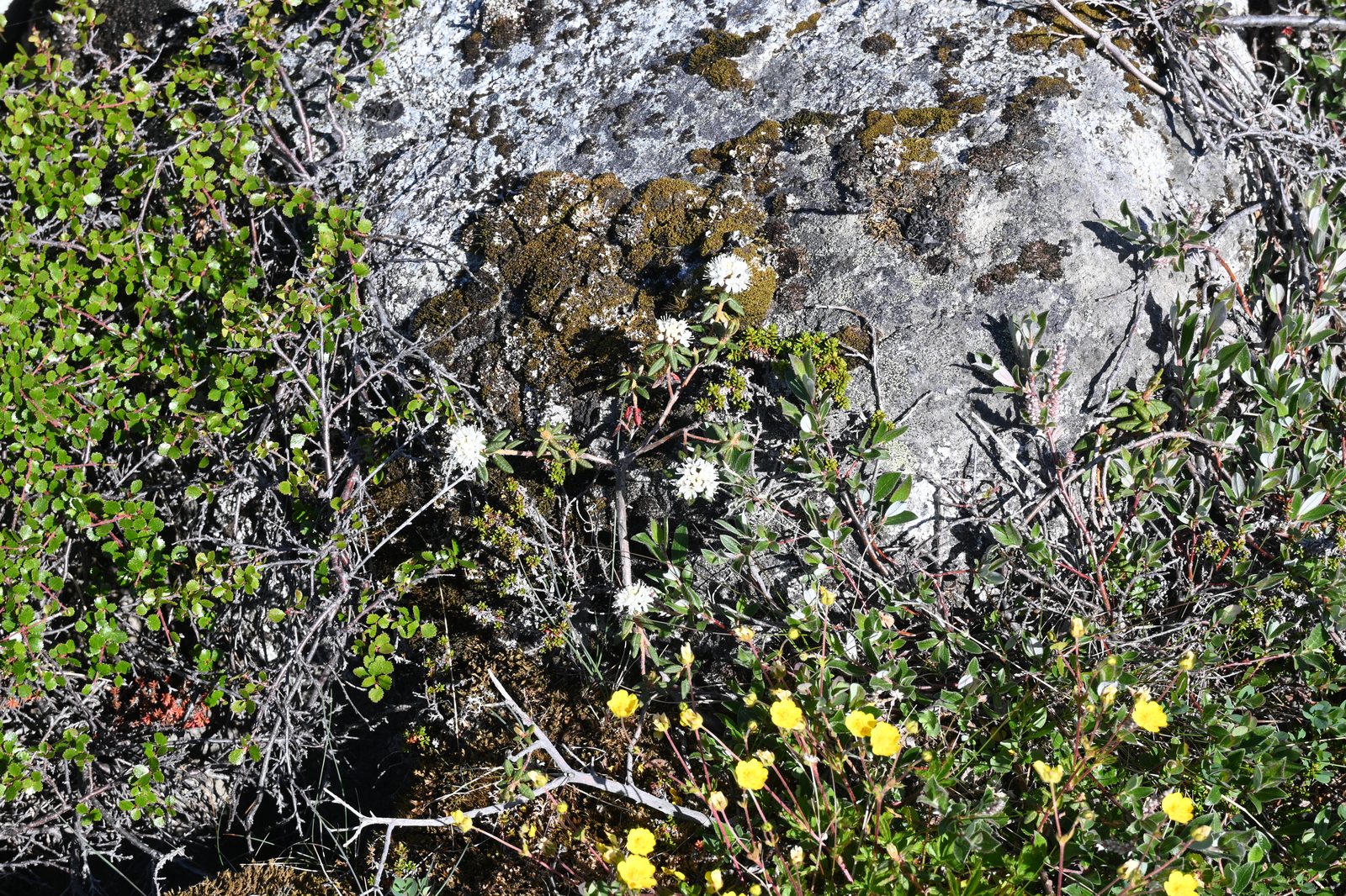 DSC_7199.JPG